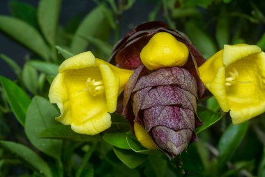 Vahşi bağbozumu gmelina philippensis cazibe çiçeğinin yakın plan çekimi.. 