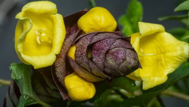 close up shot of the wild vinery gmelina philippensis charm flower.  clipart