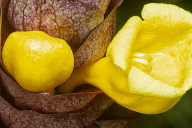 close up shot of the wild vinery gmelina philippensis charm flower.  clipart