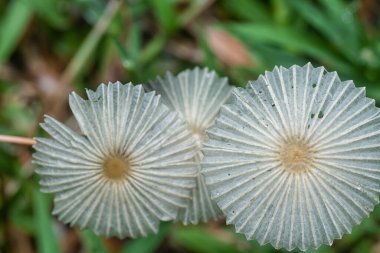 Close up shot of the wild white pleated inkcap mushrooms. clipart