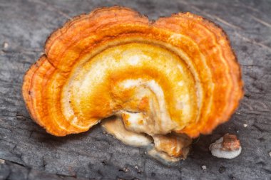 Close up shot of the inedible wild orange-colored fungus bracket.  clipart