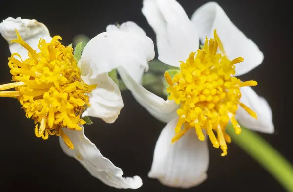 stock image close up shot of the tiny white Biden albra petal flower.  