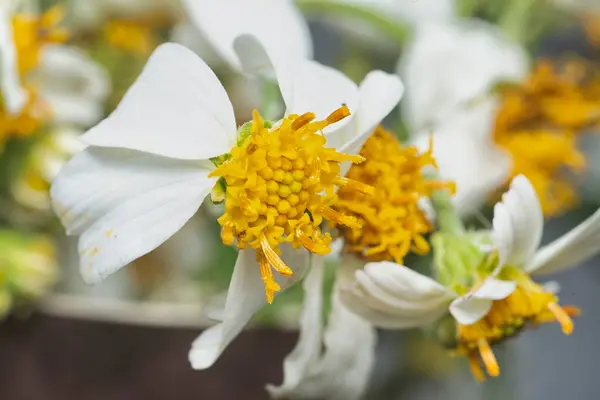 stock image close up shot of the tiny white Biden albra petal flower.  