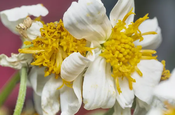 stock image close up shot of the tiny white Biden albra petal flower.  