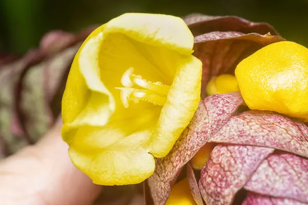 stock image close up shot of the wild vinery gmelina philippensis charm flower. 