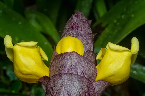 stock image close up shot of the wild vinery gmelina philippensis charm flower. 