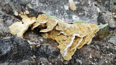 Palmiye yağı gövdesinden çıkan yenilemez mantar parçası..  