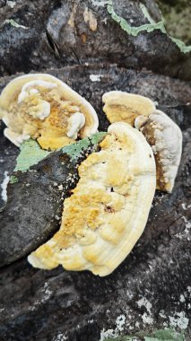 Palmiye yağı gövdesinden çıkan yenilemez mantar parçası..  