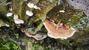 Palmiye yağı gövdesinden çıkan yenilemez mantar parçası..  