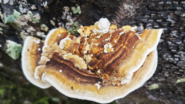 Palmiye yağı gövdesinden çıkan yenilemez mantar parçası..  