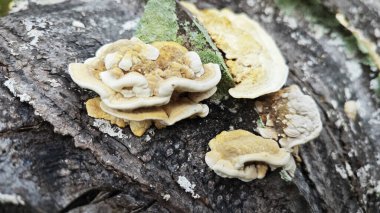 Palmiye yağı gövdesinden çıkan yenilemez mantar parçası..  