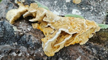 Palmiye yağı gövdesinden çıkan yenilemez mantar parçası..  