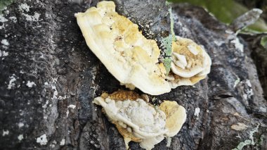 Palmiye yağı gövdesinden çıkan yenilemez mantar parçası..  