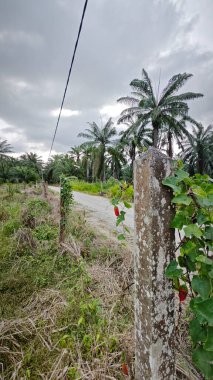 Tarlaya giden yol boyunca bulutlu gökyüzü 