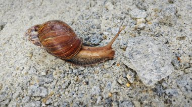 Çakıl yollarında sürünen Achatina Fulica Salyangozu