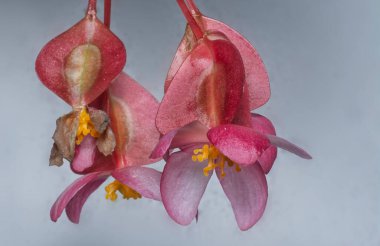 Close up of the Pink Begonia BabyWing flower clipart