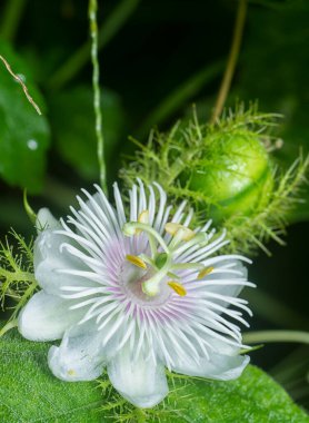 Passiflora foetida meyve ve çiçeğini kapatın.. 