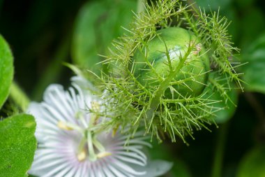 Passiflora foetida meyve ve çiçeğini kapatın.. 