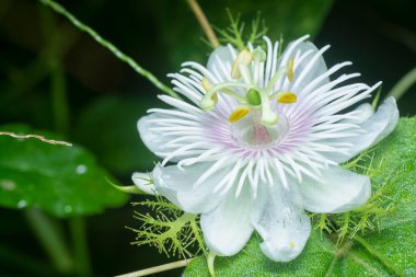 close up of the passiflora foetida fruit and flower.  clipart