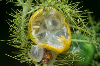 Passiflora foetida meyve ve çiçeğini kapatın.. 