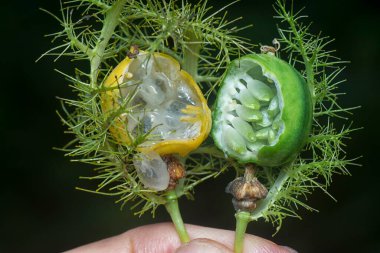 Passiflora foetida meyve ve çiçeğini kapatın..  