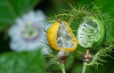 Passiflora foetida meyve ve çiçeğini kapatın.. 