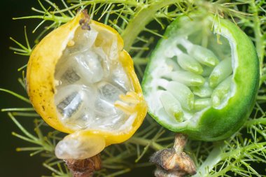 Passiflora foetida meyve ve çiçeğini kapatın..  