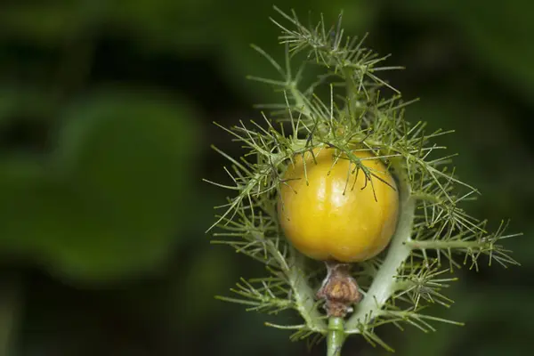 stock image close up of the passiflora foetida fruit and flower. 