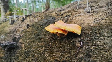 Yenilemez portakal renkli mantar parantezi..   