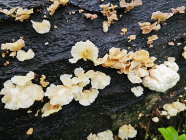 Ufacık Crepidotus varyasyonları böbrek şeklindeki mantarlar çürüyen gövdeden filizleniyor..