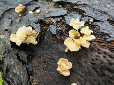 Ufacık Crepidotus varyasyonları böbrek şeklindeki mantarlar çürüyen gövdeden filizleniyor..