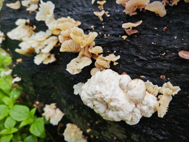 Ufacık Crepidotus varyasyonları böbrek şeklindeki mantarlar çürüyen gövdeden filizleniyor..