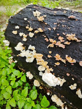 Tiny Crepidotus variabilis kidney-shaped fungi sprouting from decay trunk. clipart