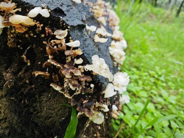 Tiny Crepidotus variabilis kidney-shaped fungi sprouting from decay trunk. clipart