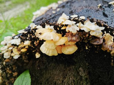 Ufacık Crepidotus varyasyonları böbrek şeklindeki mantarlar çürüyen gövdeden filizleniyor..