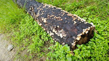 Tiny Crepidotus variabilis kidney-shaped fungi sprouting from decay trunk. clipart