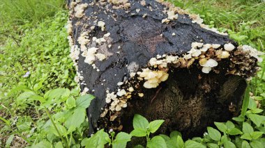 Tiny Crepidotus variabilis kidney-shaped fungi sprouting from decay trunk. clipart