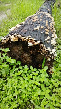 Ufacık Crepidotus varyasyonları böbrek şeklindeki mantarlar çürüyen gövdeden filizleniyor..