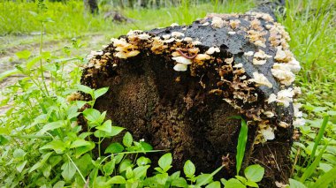 Tiny Crepidotus variabilis kidney-shaped fungi sprouting from decay trunk. clipart