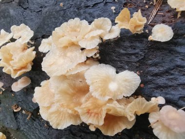 Ufacık Crepidotus varyasyonları böbrek şeklindeki mantarlar çürüyen gövdeden filizleniyor..