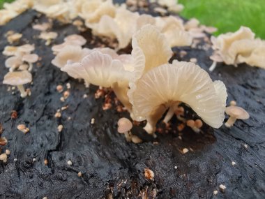 Ufacık Crepidotus varyasyonları böbrek şeklindeki mantarlar çürüyen gövdeden filizleniyor..