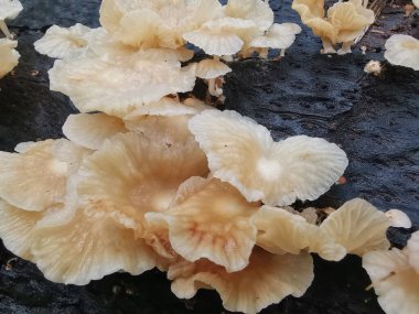 Ufacık Crepidotus varyasyonları böbrek şeklindeki mantarlar çürüyen gövdeden filizleniyor..