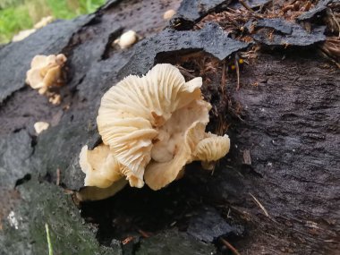 Ufacık Crepidotus varyasyonları böbrek şeklindeki mantarlar çürüyen gövdeden filizleniyor..