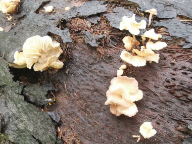 Tiny Crepidotus variabilis kidney-shaped fungi sprouting from decay trunk. clipart