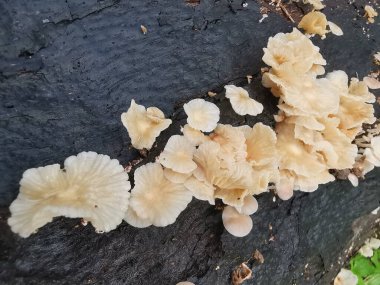 Tiny Crepidotus variabilis kidney-shaped fungi sprouting from decay trunk. clipart