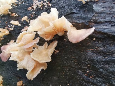 Ufacık Crepidotus varyasyonları böbrek şeklindeki mantarlar çürüyen gövdeden filizleniyor..