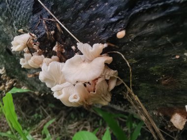 Ufacık Crepidotus varyasyonları böbrek şeklindeki mantarlar çürüyen gövdeden filizleniyor..