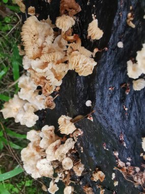 Ufacık Crepidotus varyasyonları böbrek şeklindeki mantarlar çürüyen gövdeden filizleniyor..