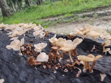 Ufacık Crepidotus varyasyonları böbrek şeklindeki mantarlar çürüyen gövdeden filizleniyor..