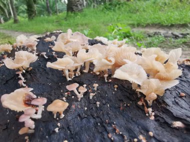 Ufacık Crepidotus varyasyonları böbrek şeklindeki mantarlar çürüyen gövdeden filizleniyor..